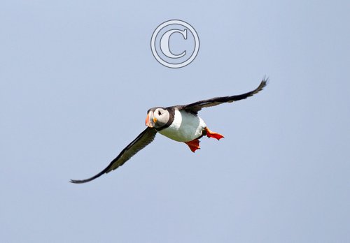 Puffin in Flight DM1488
